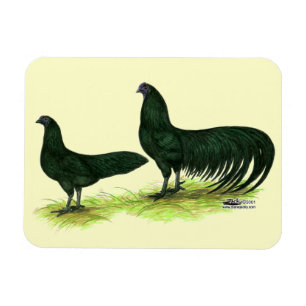 Magnet Flexible Poules Sumatra noires