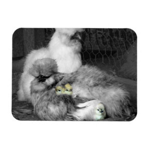 Magnet Flexible Poulet noir et blanc en soie avec poulets jaunes