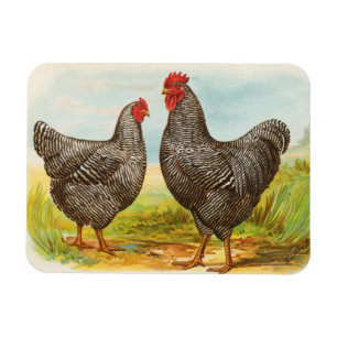 Magnet Flexible Poulets de Plymouth Rock barrés par cru