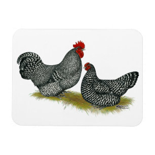 Magnet Flexible Poulets trapus écossais