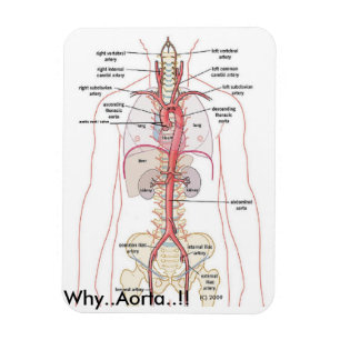 Magnet Flexible POURQUOI. Aorte. ! !   Anatomie aortique