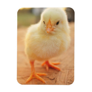 Magnet Flexible Poussins de bébé