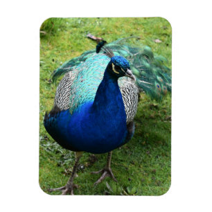 Magnet Flexible Pouvoir du Paon Royal