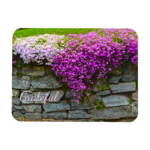 Magnet Flexible Pretty Rose Phlox Gratitude