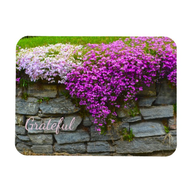 Magnet Flexible Pretty Rose Phlox Gratitude (Horizontal)