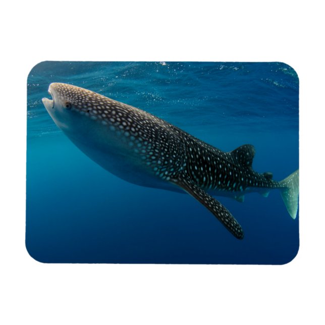Magnet Flexible Profil d'un requin baleine, Indonésie (Horizontal)