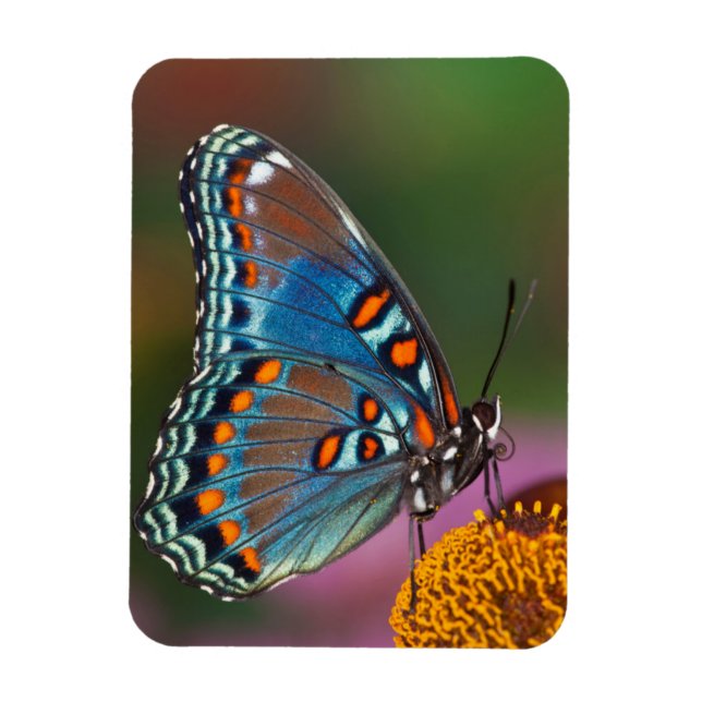 Magnet Flexible Profil papillon sur une fleur (Vertical)