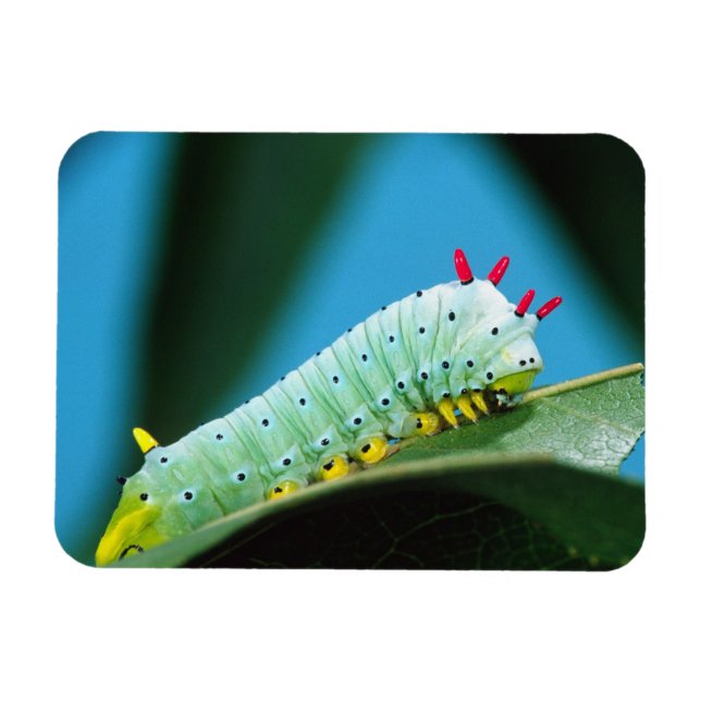 Magnet Flexible Prometheus Moth Caterpillar, Callosamia (Horizontal)