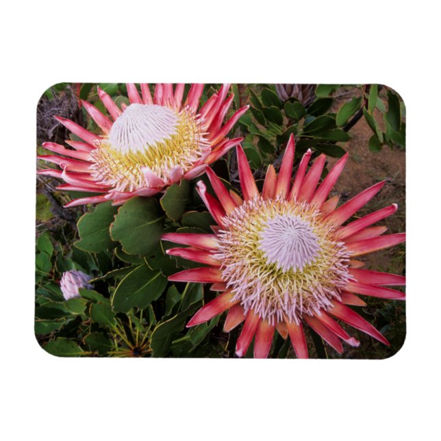 Magnet Flexible Protéa roi (Protea Cynaroides), Helderberg (Horizontal)