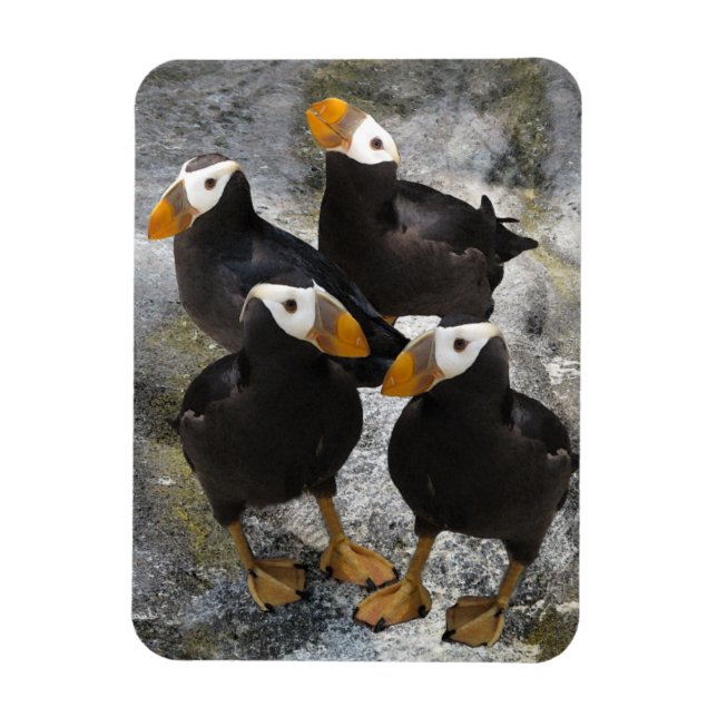 Magnet Flexible Puffins... (Vertical)