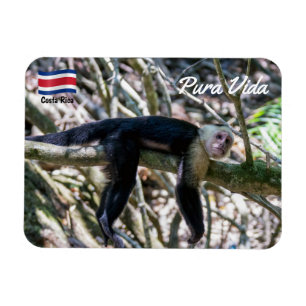 Magnet Flexible Pura vida pour le singe capucin à tête blanche