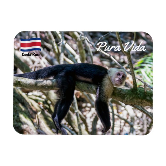 Magnet Flexible Pura vida pour singe capucin à tête blanche (Horizontal)
