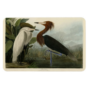 Magnet Flexible Purple Heron - de Audubon's Birds of America
