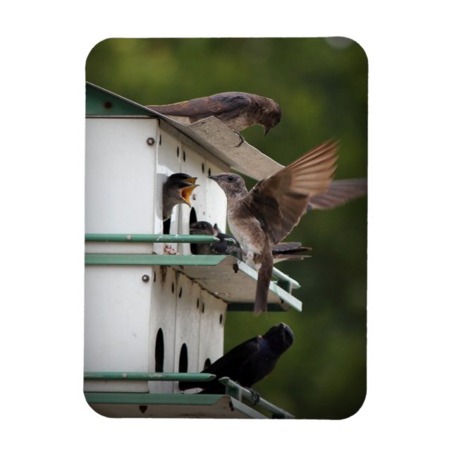Magnet Flexible Purple Martin Mates (Vertical)