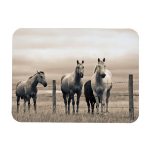 Magnet Flexible Quart De Chevaux Sur Les Prairies Canadiennes