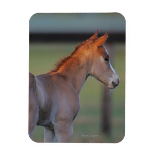 Magnet Flexible Quart Horse Foin