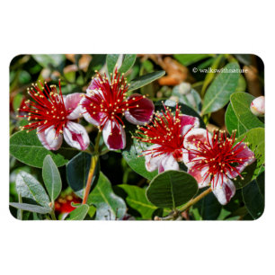 Magnet Flexible Quatuor de Guava ananas / Fleurs de Guavasteen