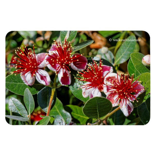 Magnet Flexible Quatuor de Guava ananas / Fleurs de Guavasteen (Horizontal)