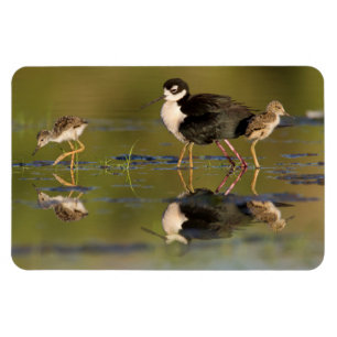 Magnet Flexible Quels poussins mignons