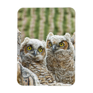 Magnet Flexible Qui est là, Pair of Owl's