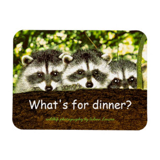Magnet Flexible Qu'y a-t-il pour le dîner ? Aimant frigo raccoon.