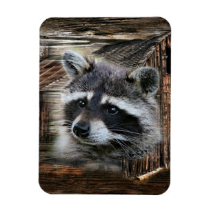 Magnet Flexible Raccoon À L'Ancienne Grange
