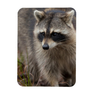Magnet Flexible Raccoon, Lotor Procyon, Floride