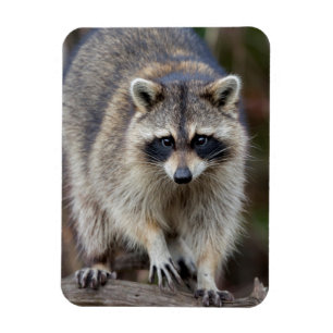 Magnet Flexible Raccoon, Procyon lotor, Floride, USA 2