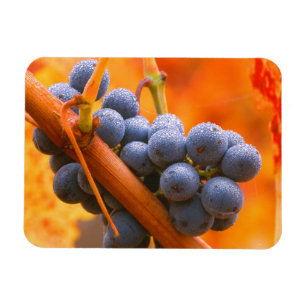 Magnet Flexible Raisin de vigne dans le vignoble