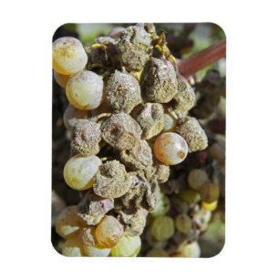 Magnet Flexible Raisins de Sémillon avec pourriture noble. au mome