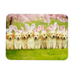Magnet Flexible Rangée de lapins chiots