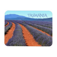 Rangées de Plantes de lavande en Fleur, Tasmanie
