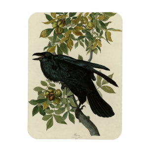 Magnet Flexible Raven