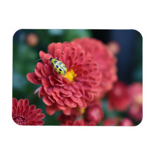 Magnet Flexible Red Flower Nature Photography Beetle Insect Bug