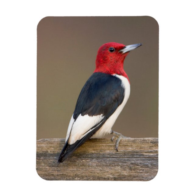 Magnet Flexible Red-headed Woodpecker on fence (Vertical)