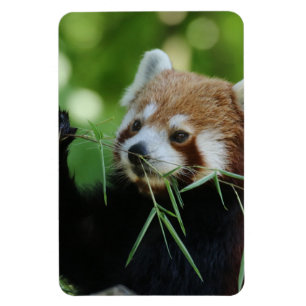 Magnet Flexible RedPanda 002