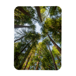 Magnet Flexible Redwood National and State Parks, Californie