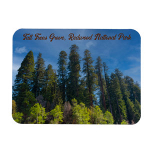 Magnet Flexible Redwood National Park Grove Tall Trees