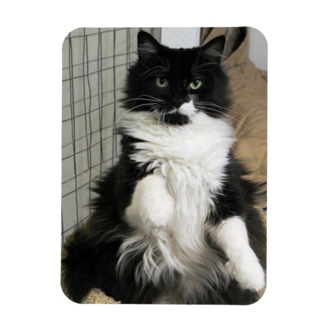 Magnet Flexible Réfrigérateur conçu pour la photo de chat (Vertical)