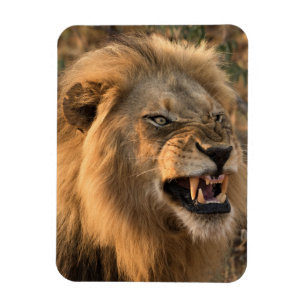 Magnet Flexible Réfrigérateur LION en colère Aimant VOTRE Modèle p