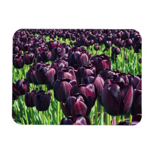 Magnet Flexible Reine des Tulips