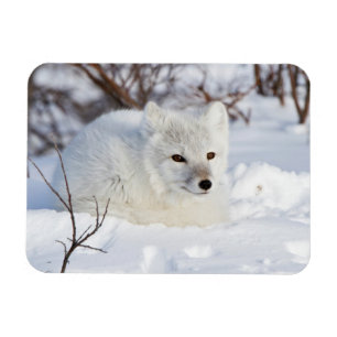 Magnet Flexible Renard arctique en hiver