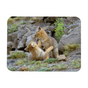 Magnet Flexible Renard gris d'Amérique du Sud (Lycalopex griseus) 