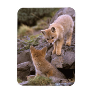 Magnet Flexible Renard gris sud-américain (Lycalopex griseus) coup