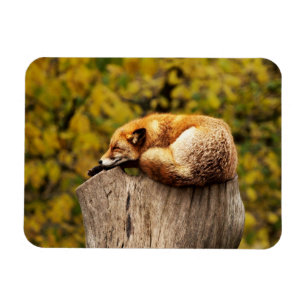 Magnet Flexible Renard rouge mignon reposant sur la souche d'arbre