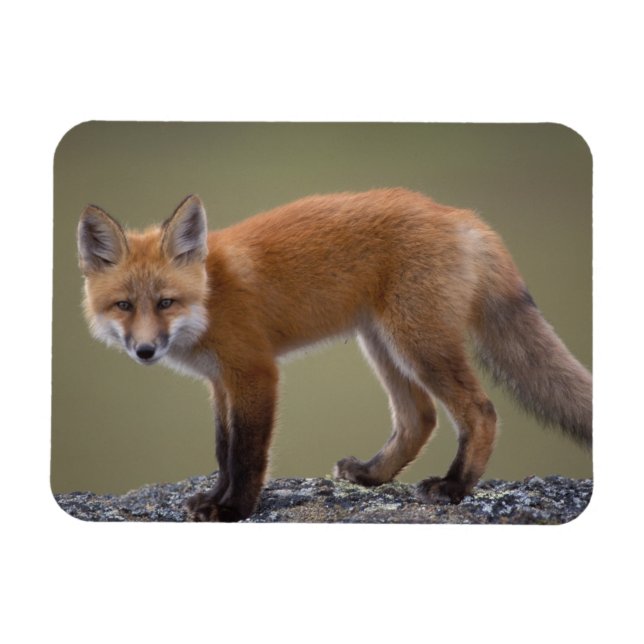 Magnet Flexible renard rouge, Vulpes vulpes, le long du centre nor (Horizontal)
