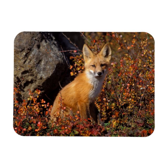 Magnet Flexible renard roux, Vulpes vulpes, en couleurs d'automne  (Horizontal)