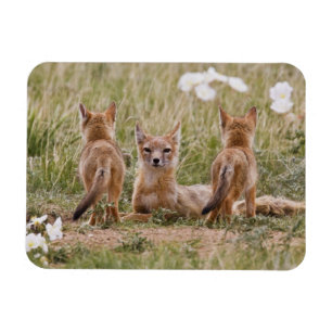 Magnet Flexible Renard swift (Vulpes velox) femelle avec des jeune
