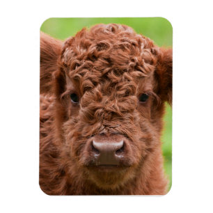 Magnet Flexible Rencontrez l'adorable Calf des Highlands