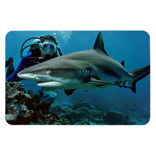 Magnet Flexible Requin